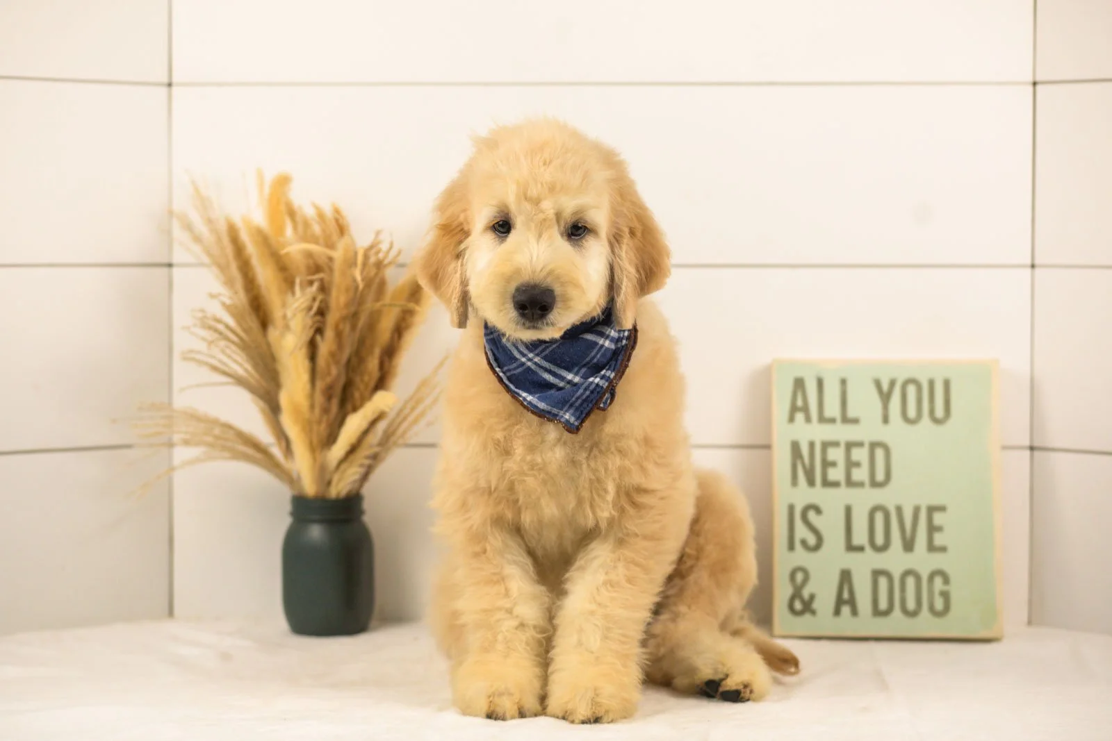 Emry goldendoodle for sale(1).jpg
