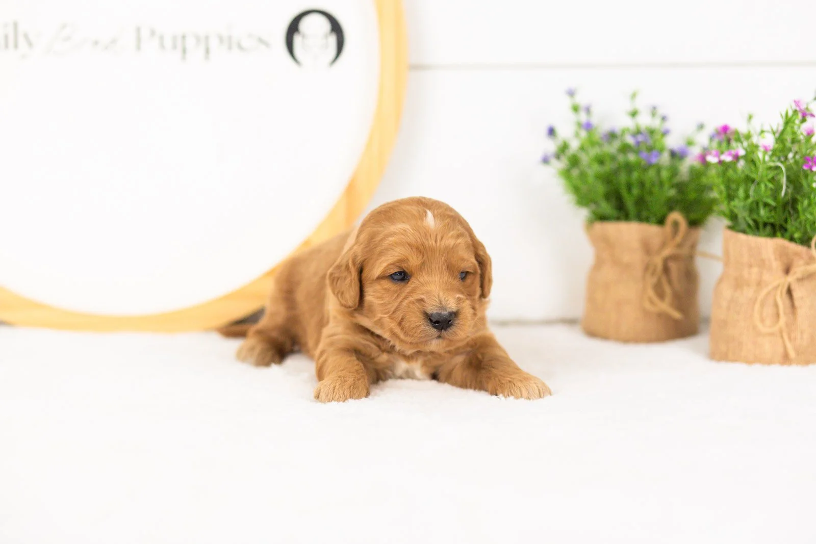Cha cha goldendoodle for sale(1).jpg