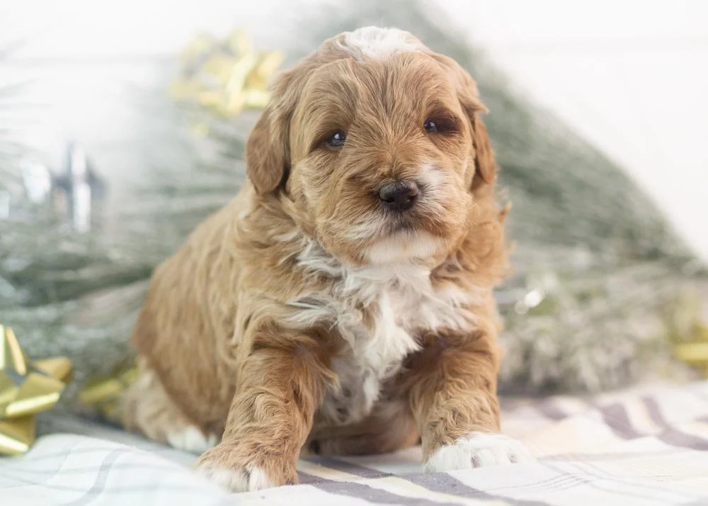 Brax goldendoodle for sale(1).jpg