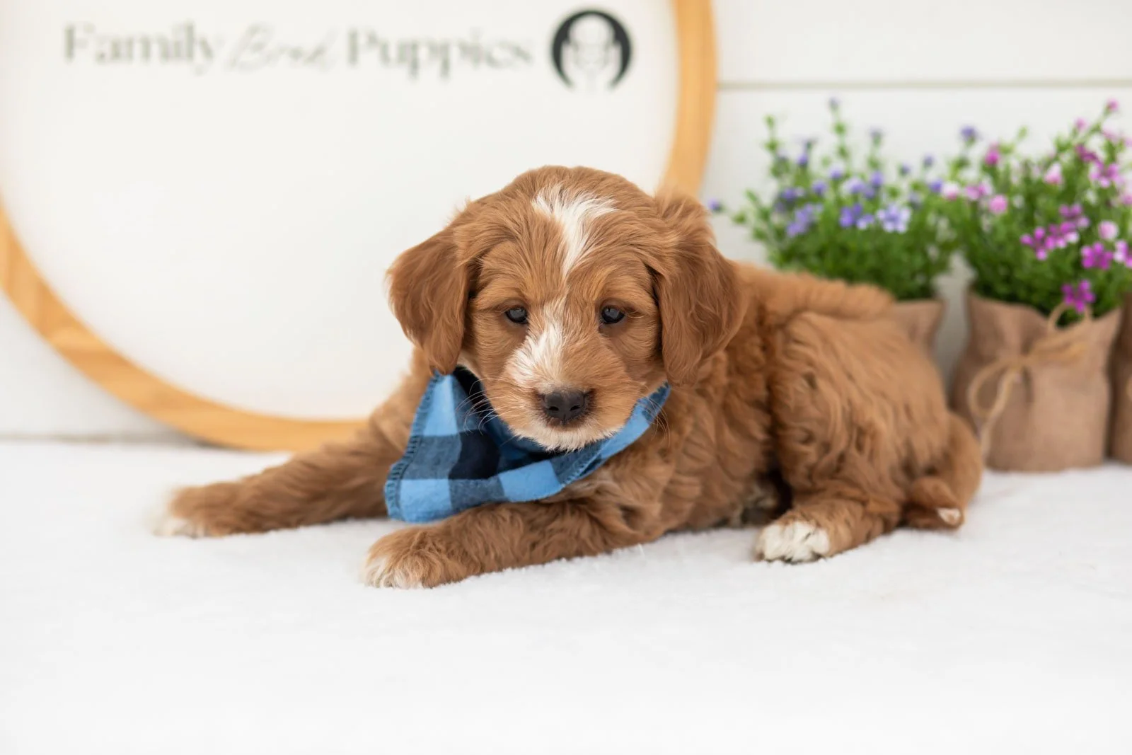 Bobby goldendoodle for sale.jpg
