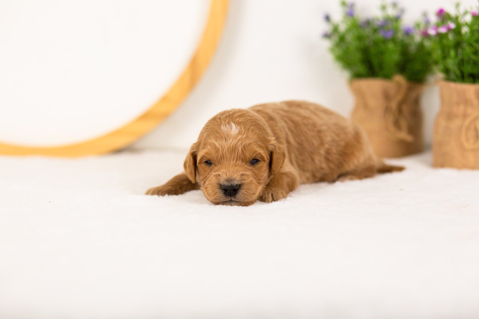 Putzie goldendoodle for sale(1).jpg
