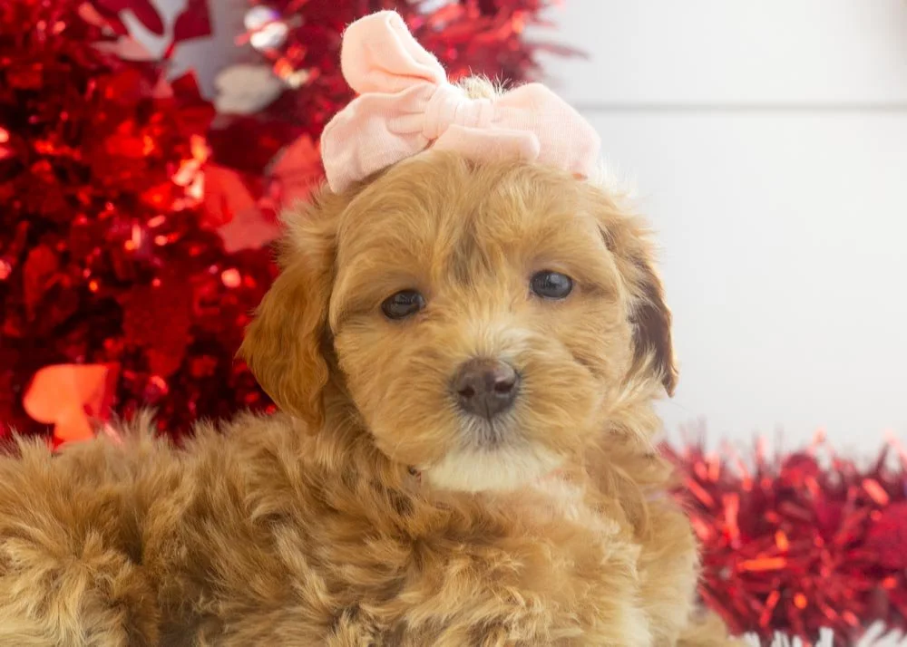 Hattie goldendoodle for sale(2).jpg