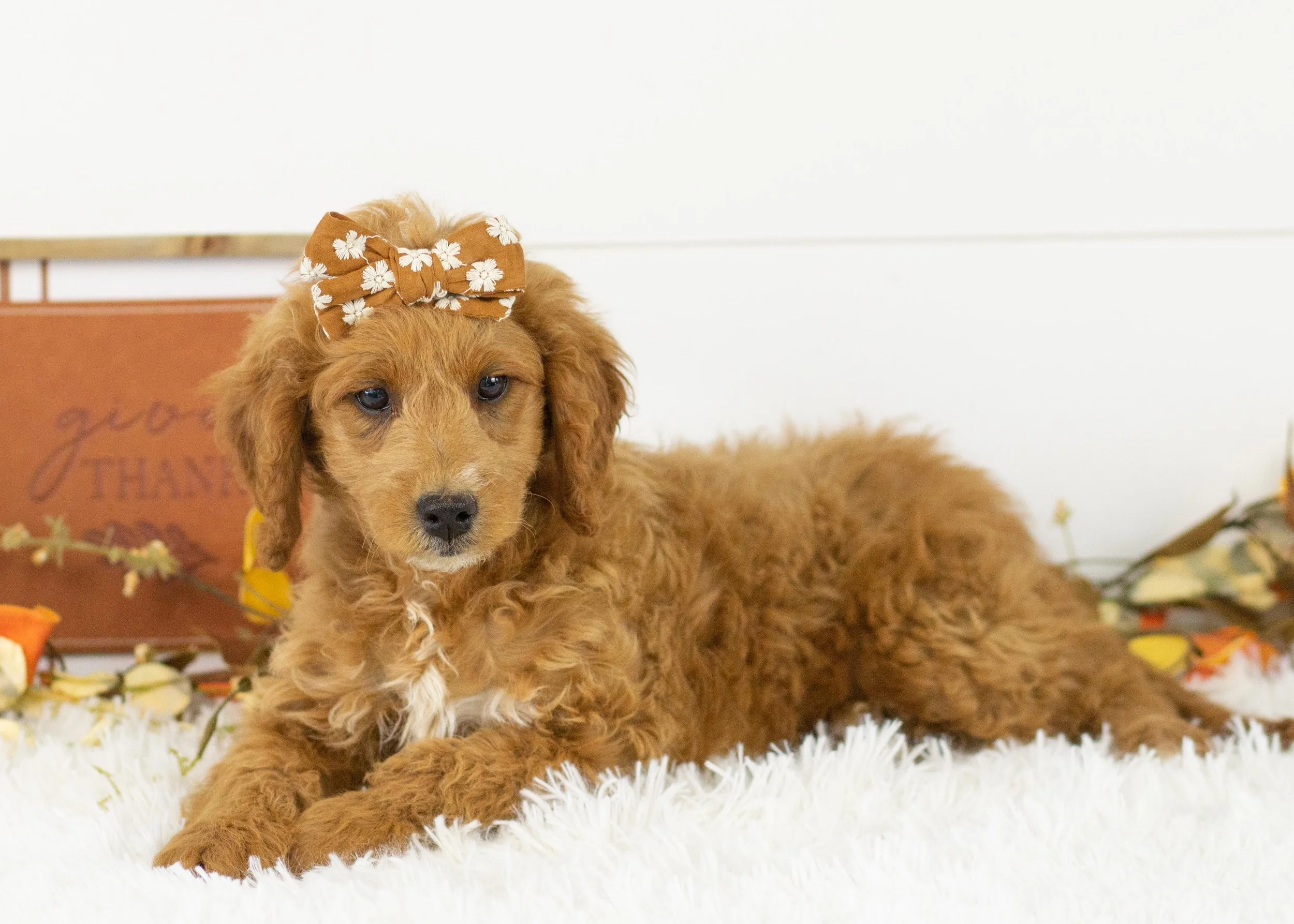 Lola goldendoodle for sale(3).jpg