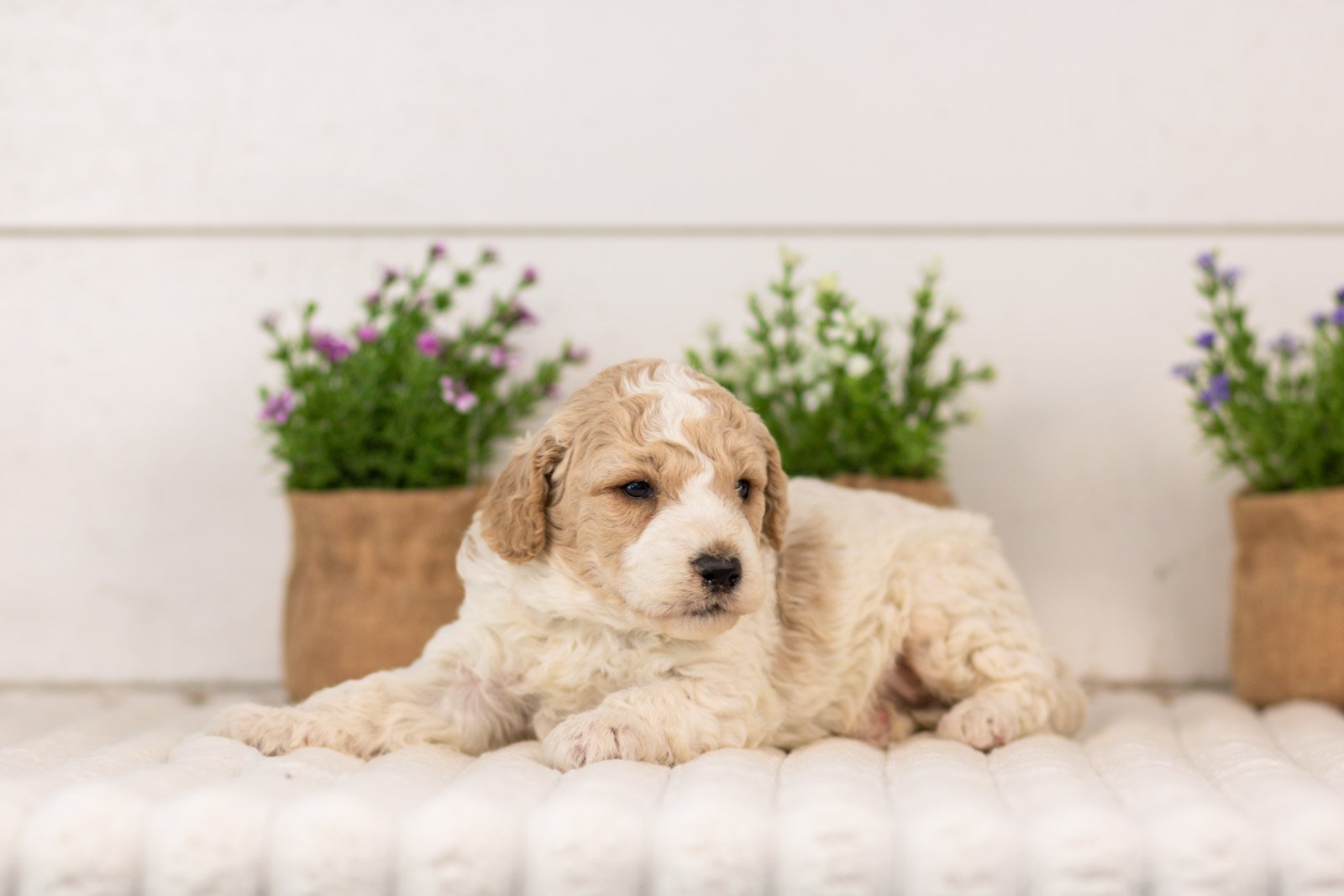 Dirby goldendoodle for sale(1).jpg