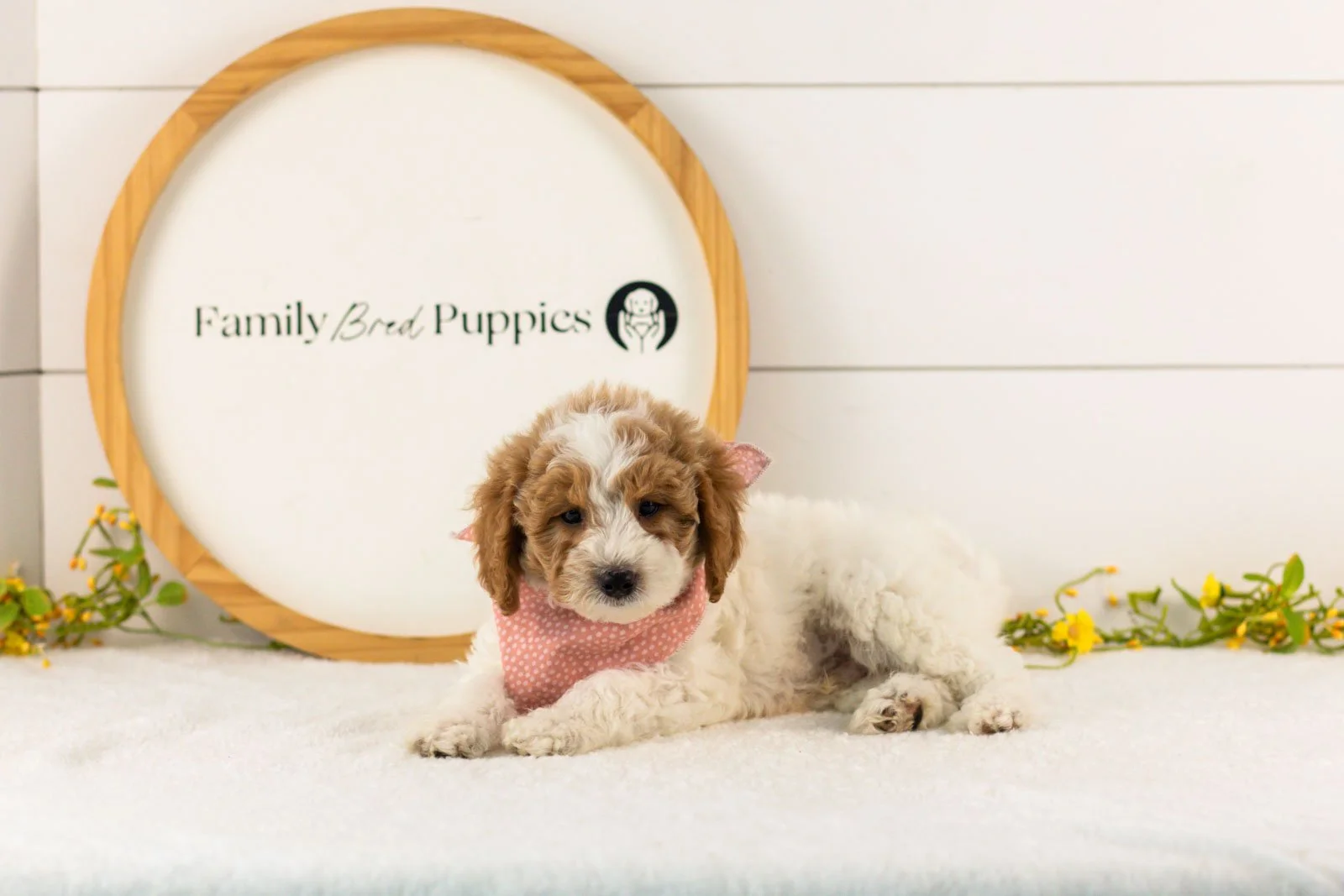 Lark goldendoodle for sale(1).jpg