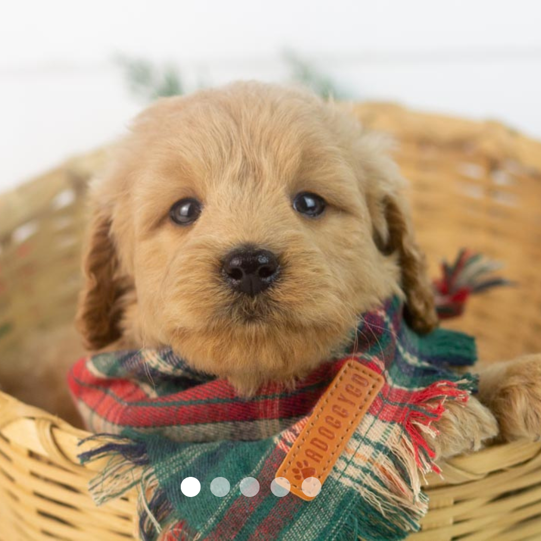 Copy of FBP Design.png