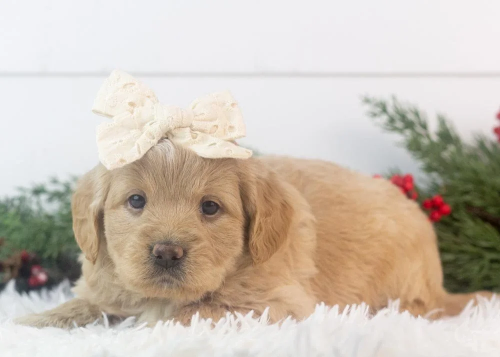 Sophie goldendoodle for sale.jpg