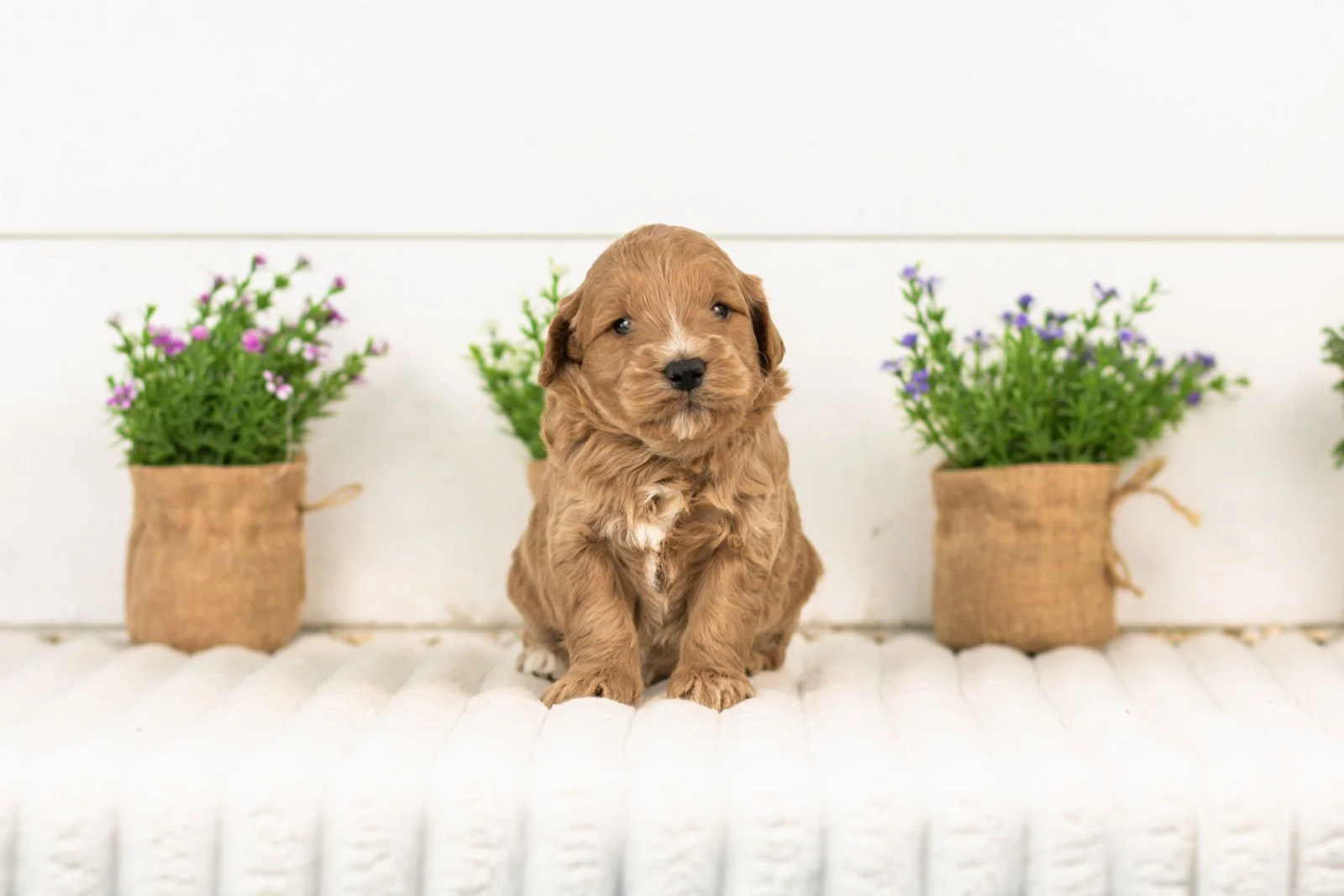 Dexter goldendoodle for sale.jpg