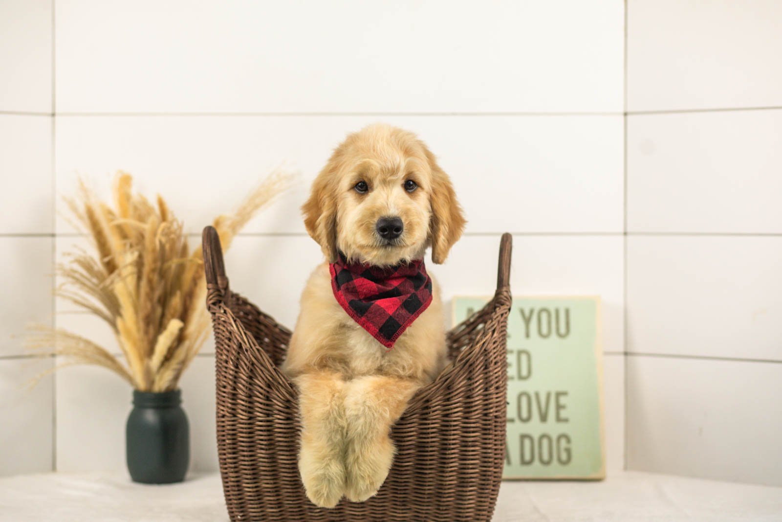Ezra goldendoodle for sale.jpg