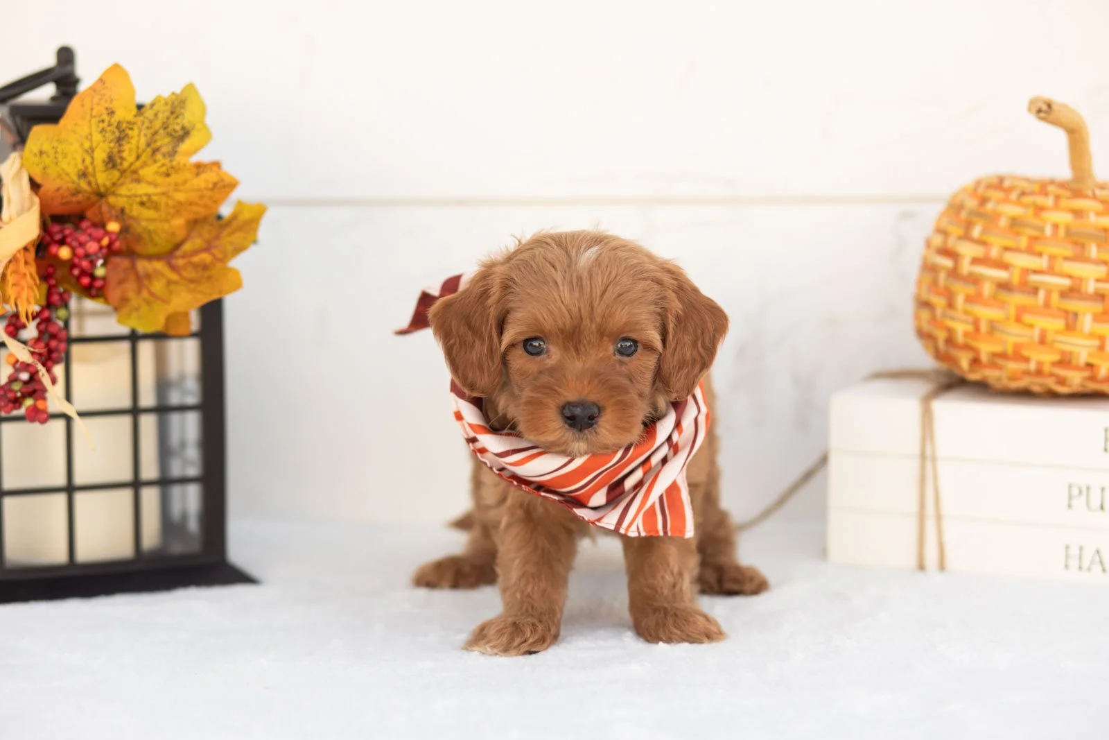 Jonah goldendoodle for sale 3.jpg