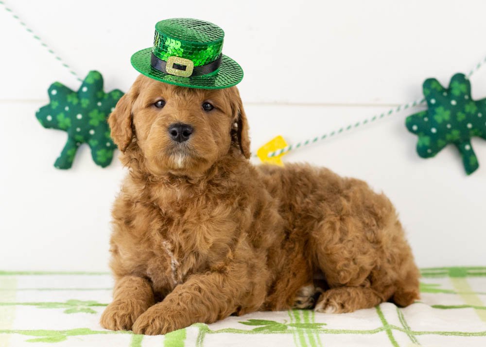 Brew goldendoodle for sale(2).jpg