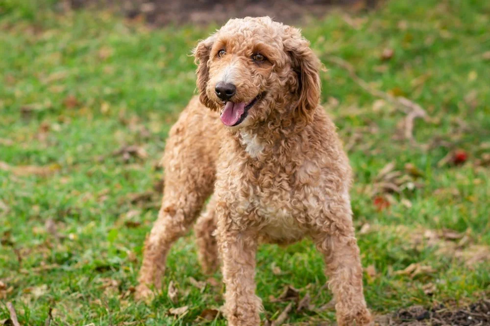 dad poodle