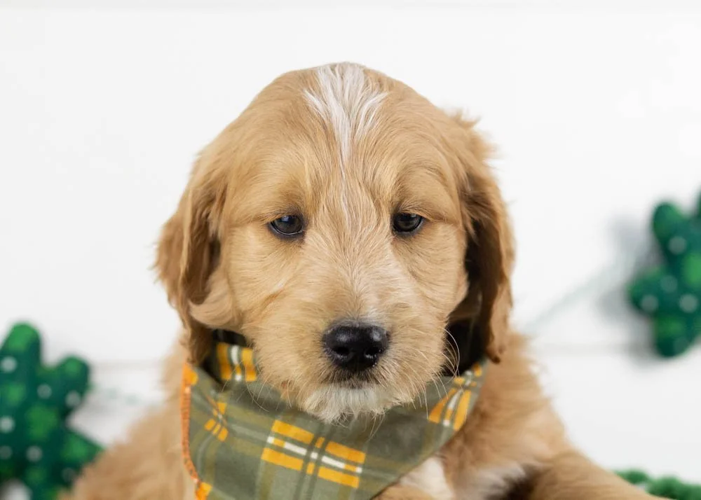 Hershey goldendoodle for sale(3).jpg