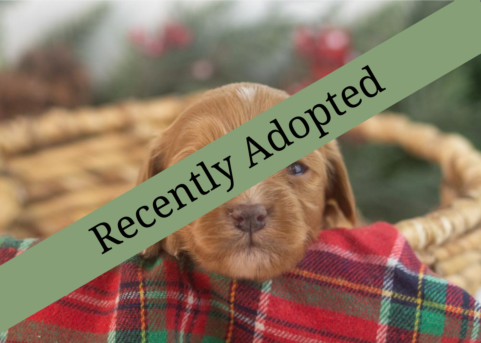 goldendoodle for sale