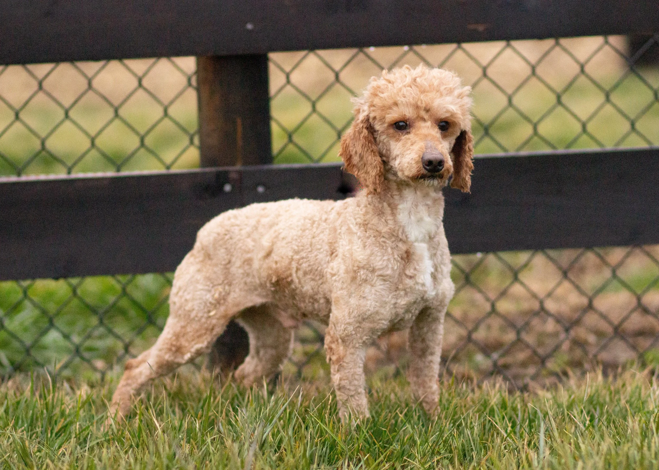 dad poodle