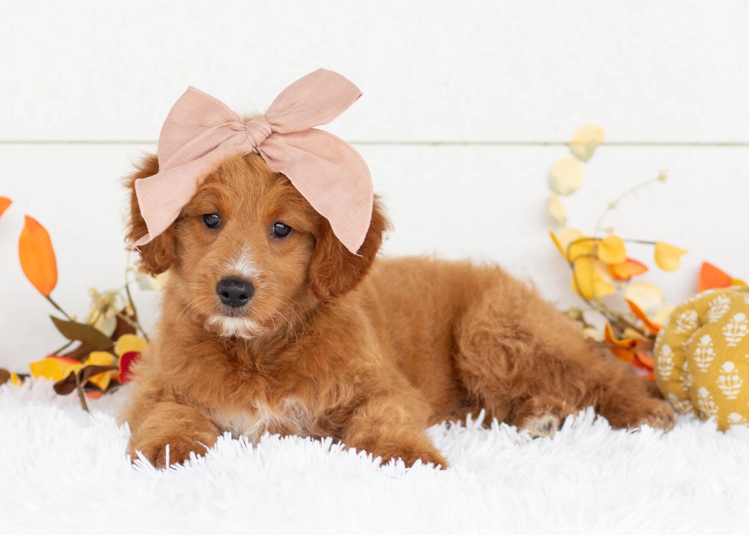 Faith goldendoodle for sale(2).jpg