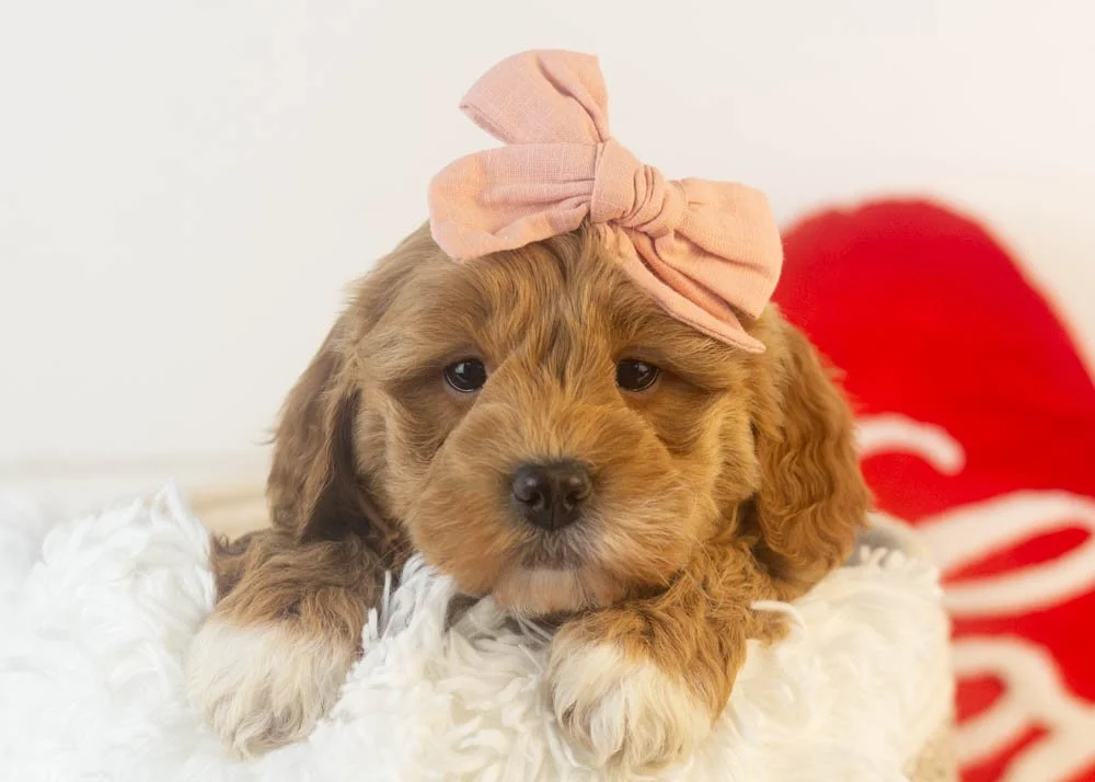 Vienna goldendoodle for sale(1).jpg