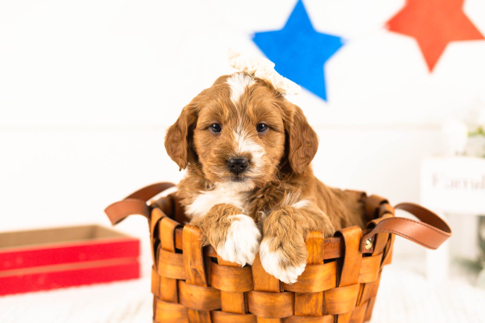 lynette goldendoodle for sale(3).jpg