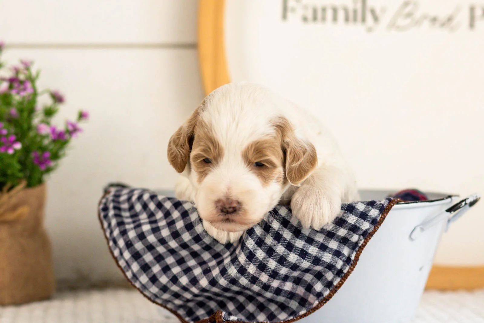 Leslie goldendoodle for sale(3).jpg