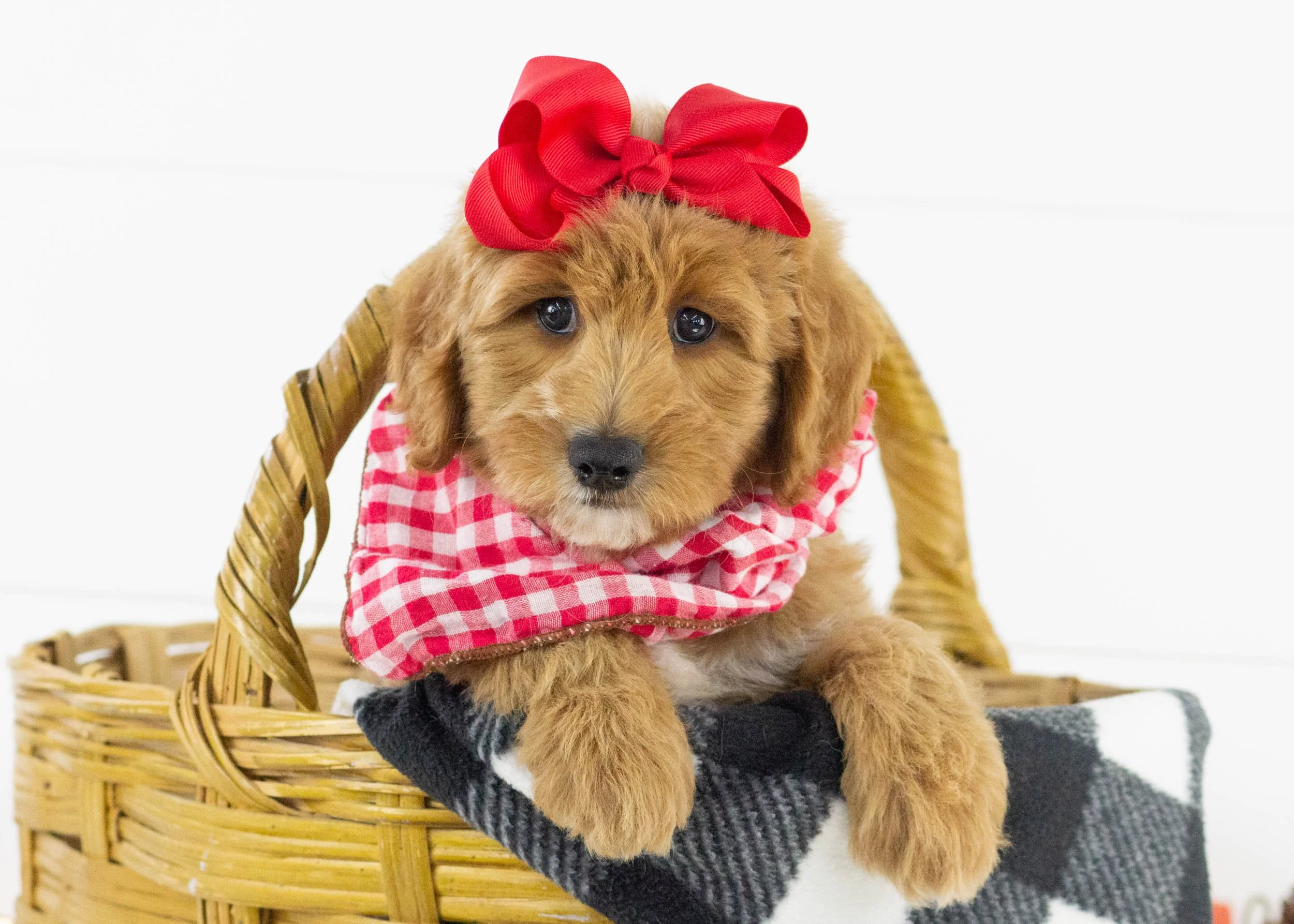 Sparrow goldendoodle for sale.jpg
