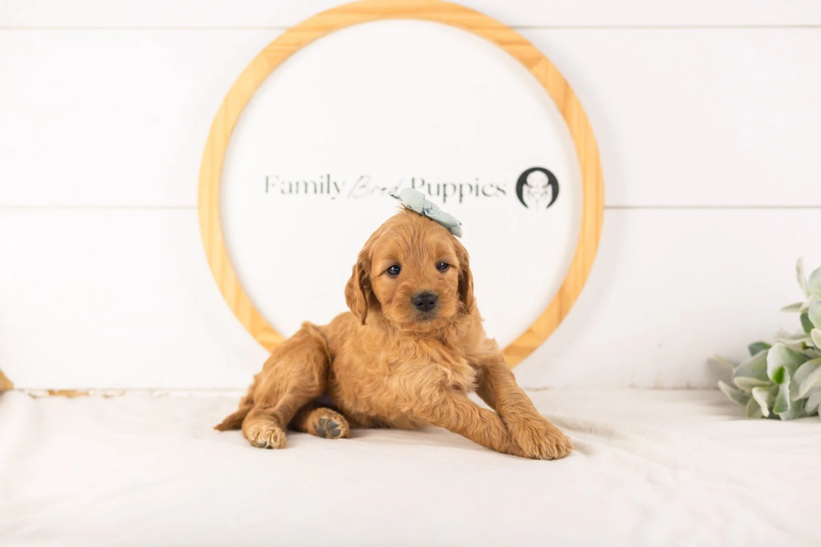 Seqoia goldendoodle for sale..jpg