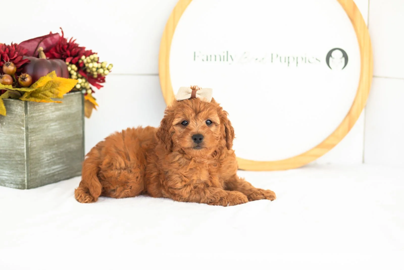 Tweed goldendoodle for sale(1).jpg