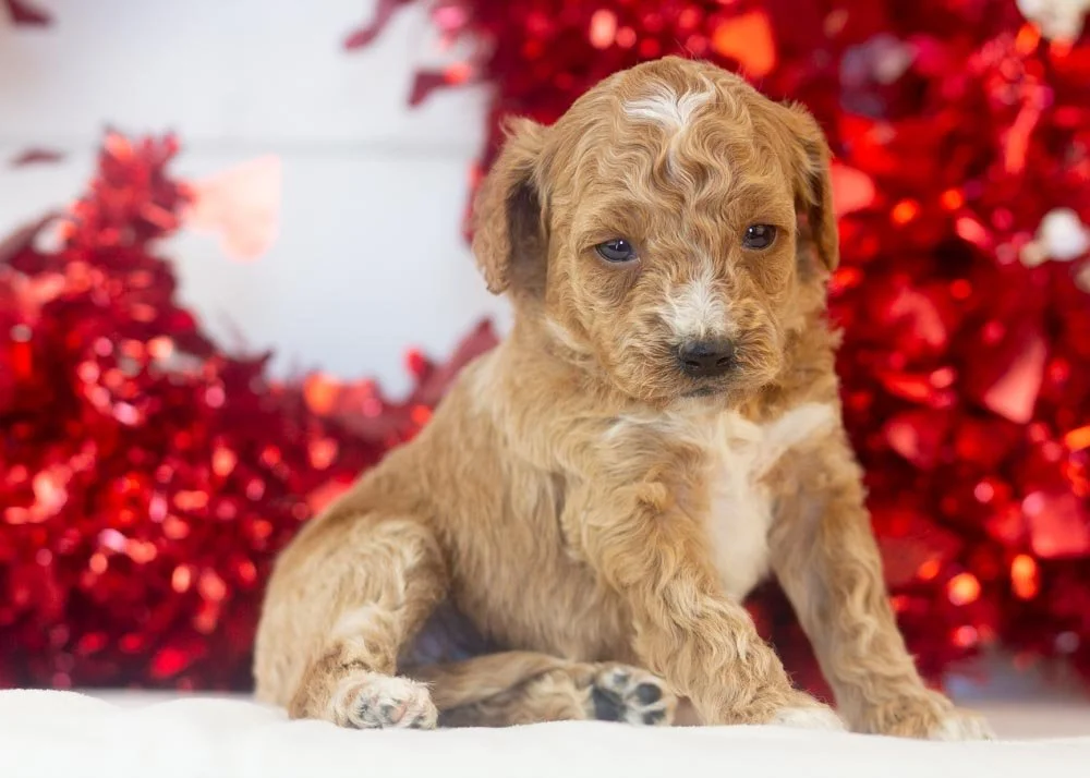 Truffle goldendoodle for sale.(2).jpg
