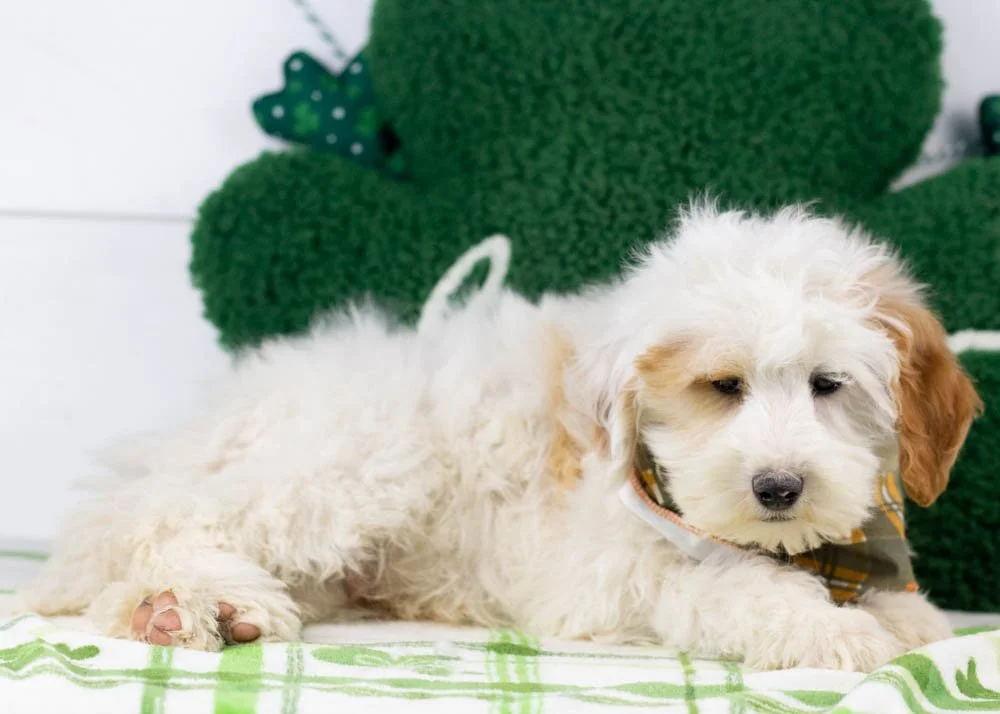 buddy goldendoodle for sale.jpg