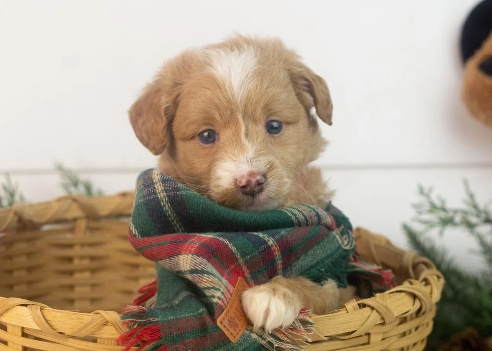 Rhett goldendoodle for sale(1).jpg