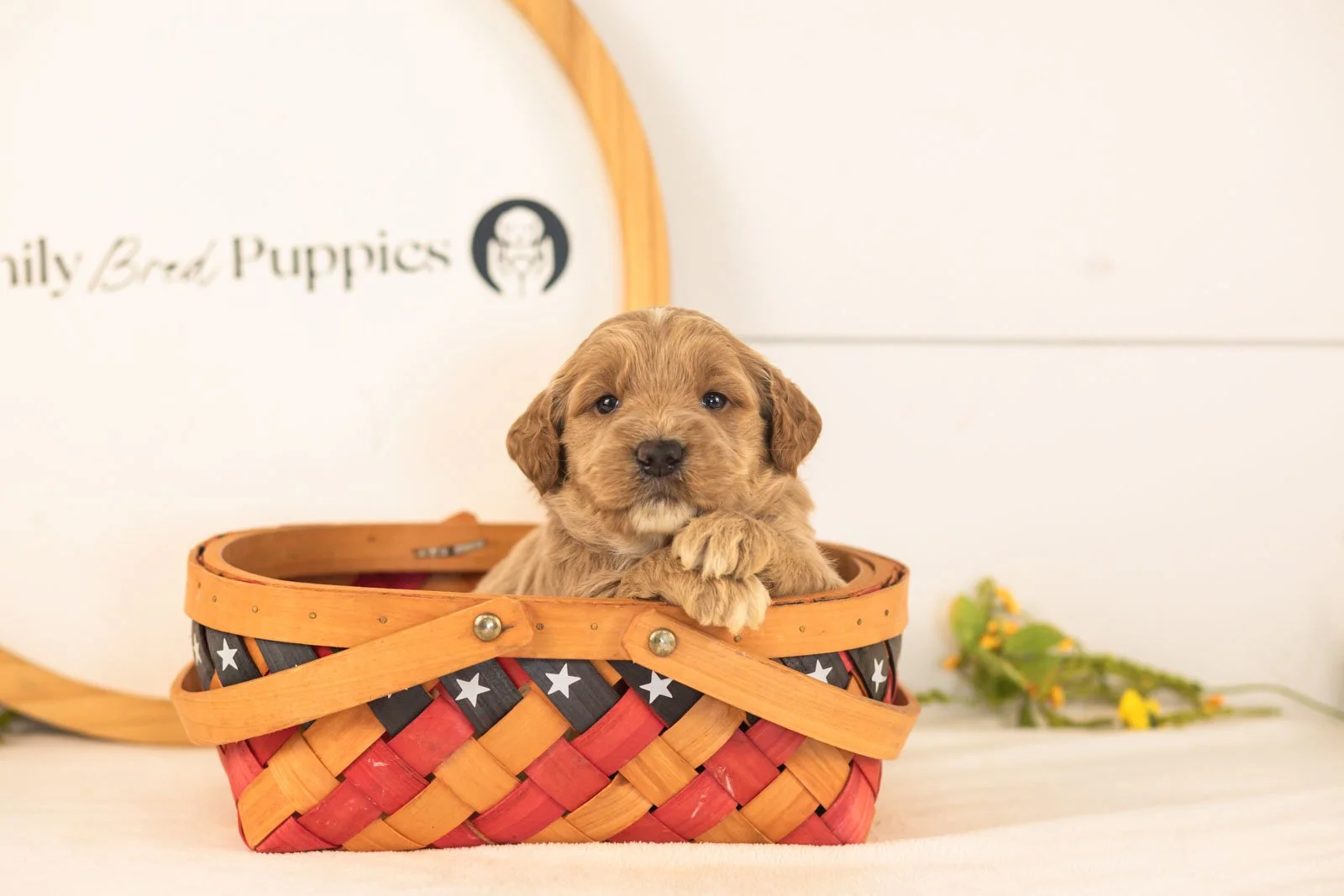 Max goldendoodle for sale(4).jpg