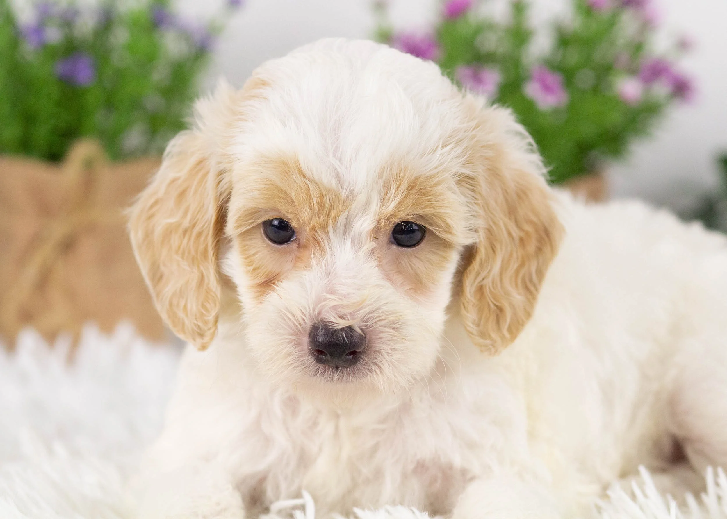 Hugo Goldendoodle for sale(1).jpg