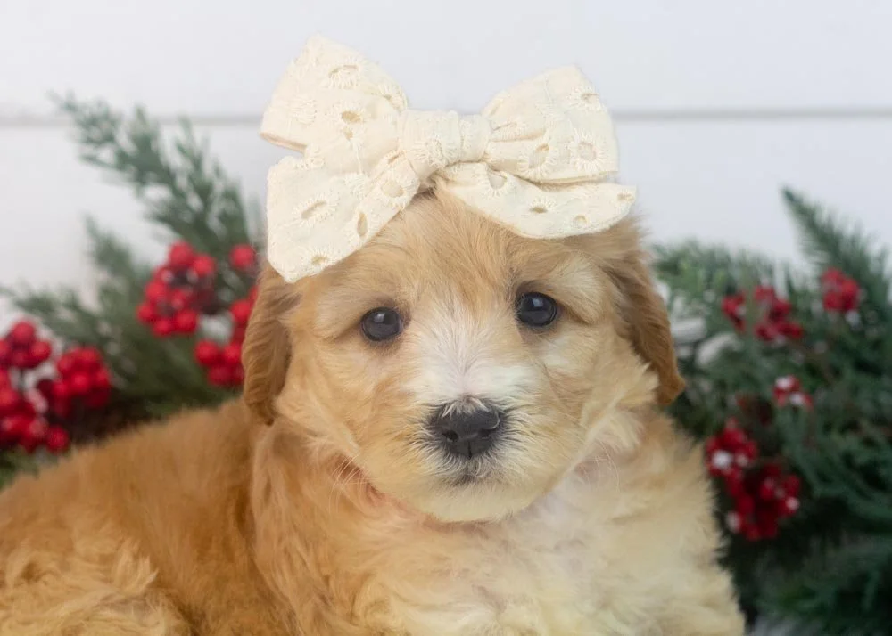 Magnolia goldendoodle for sale.(1).jpg