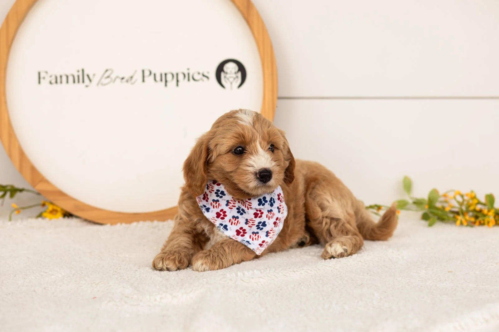 Blaze goldendoodle for sale(1).jpg