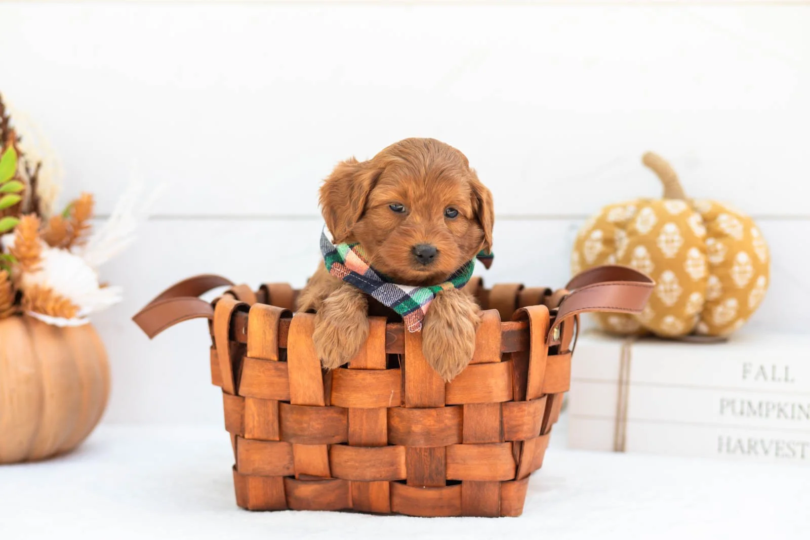 Stan goldendoodle for sale 1.jpg