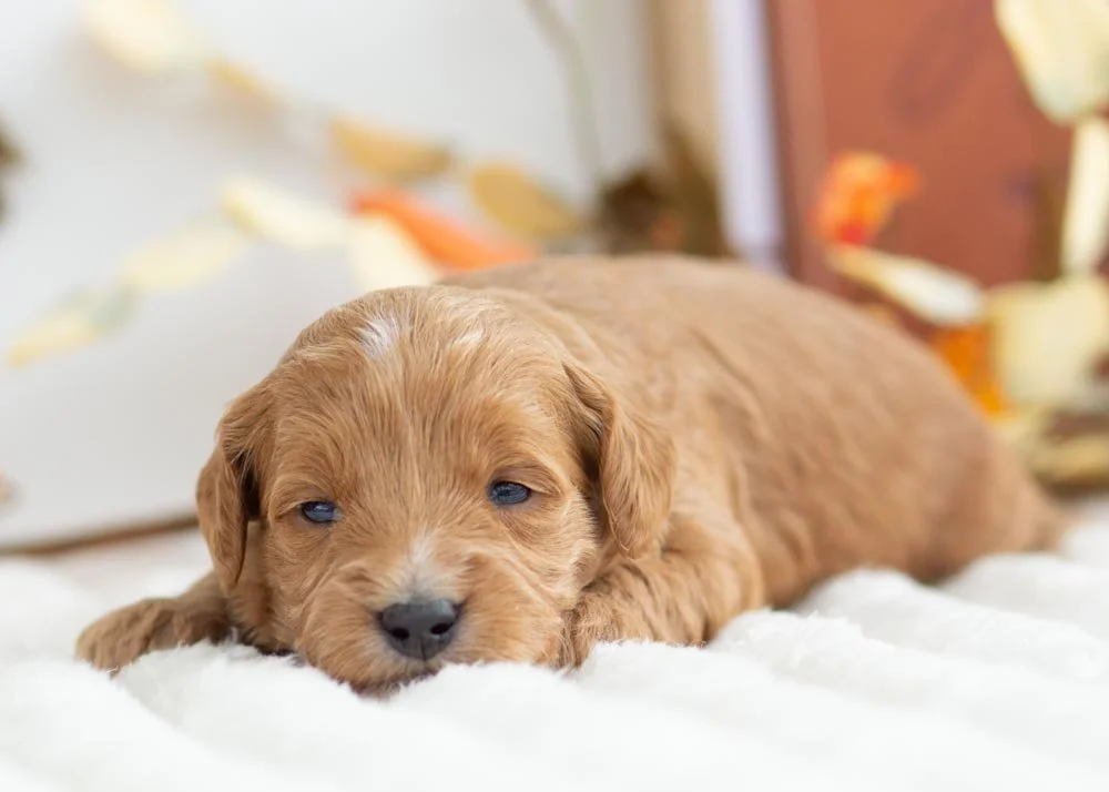 Birthday Cake goldendoodle for sale(3).jpg