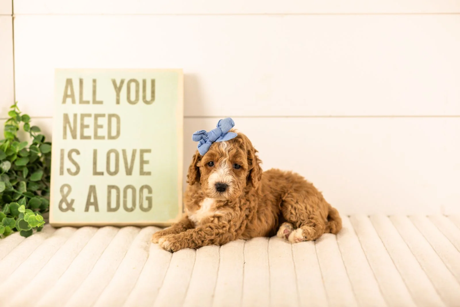 Lola goldendoodle for sale.jpg