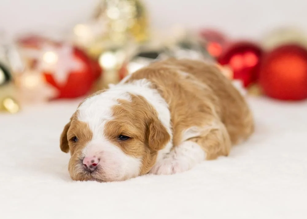 Denali goldendoodle for sale.jpg