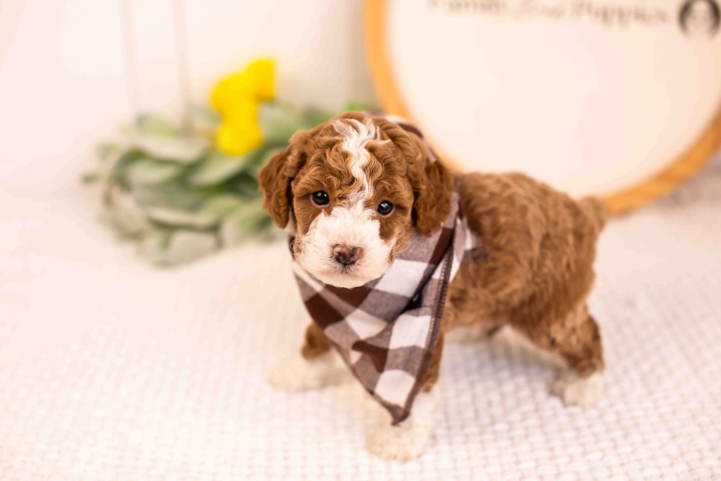 maddox goldendoodle for sale(1).jpg