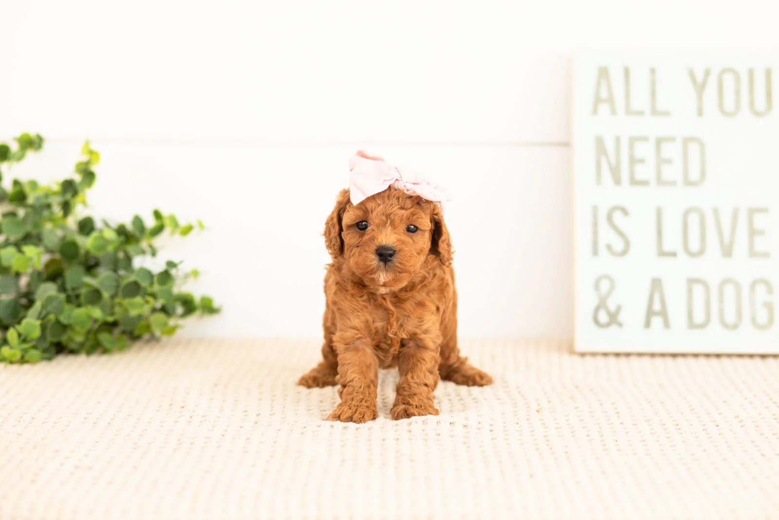 Flannel goldendoodle for sale(4).jpg