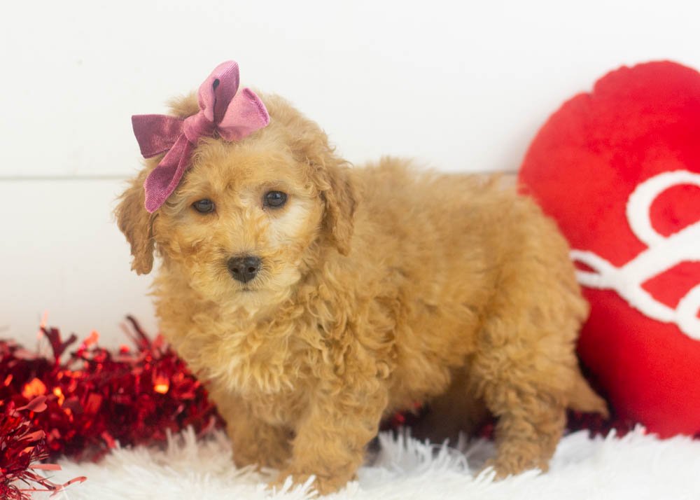 Georgia goldendoodle for sale(3).jpg