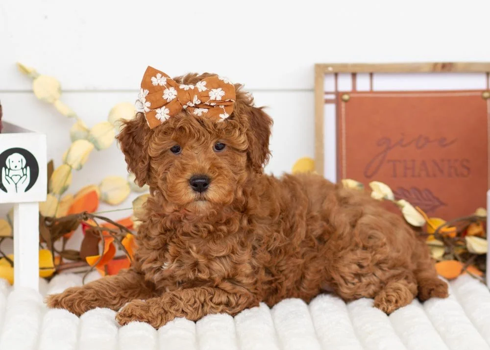 Marcus 9-29-25 Bell 4.70-4.jpg