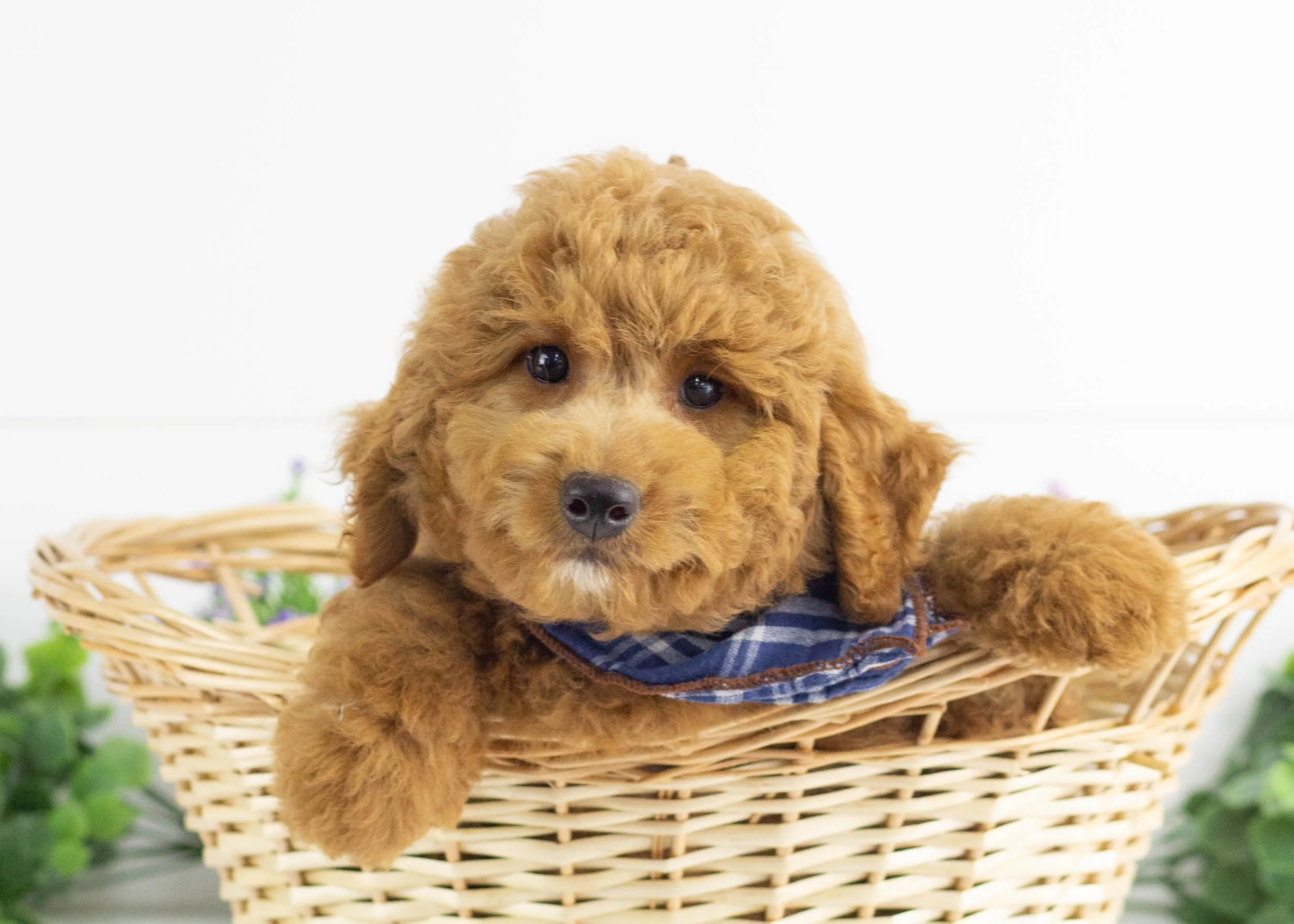 Finn Goldendoodle For Sale(3).jpg