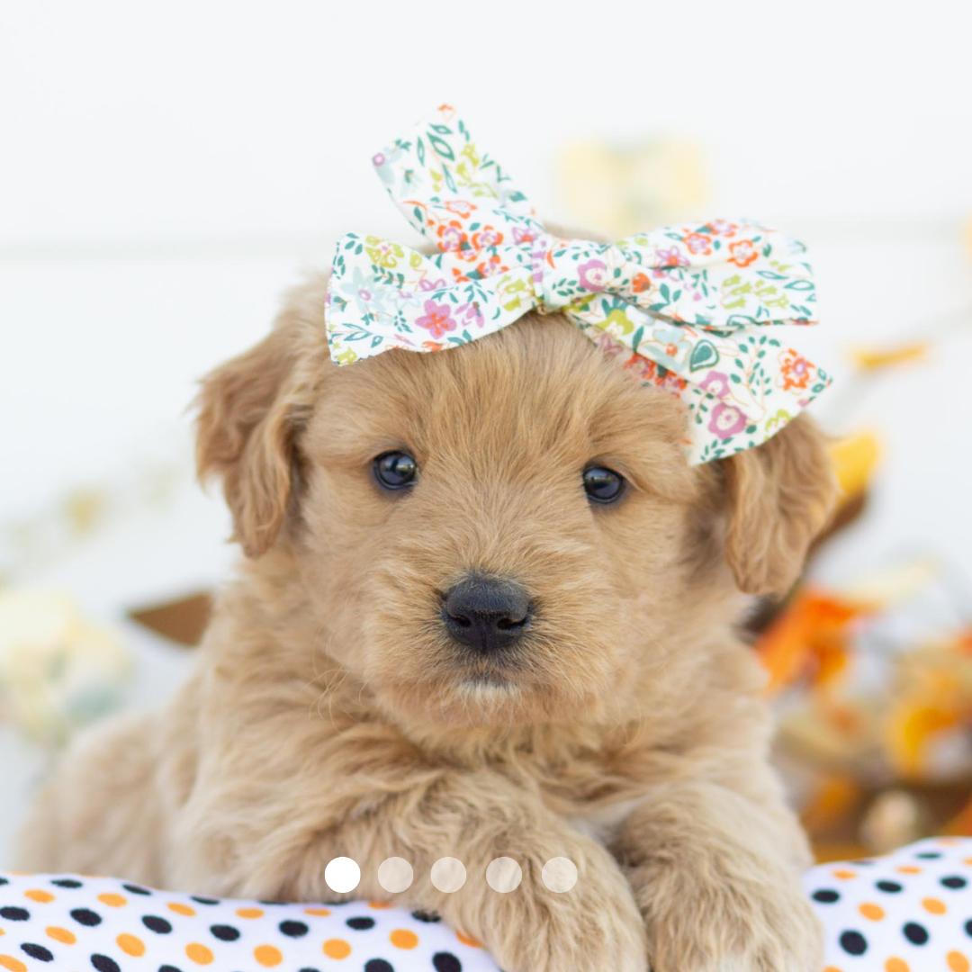 Copy of FBP Design.png