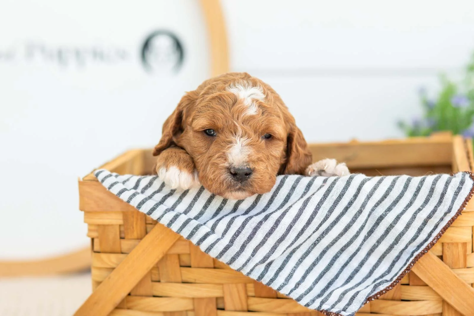 Sunny golendoodle for sale(3).jpg