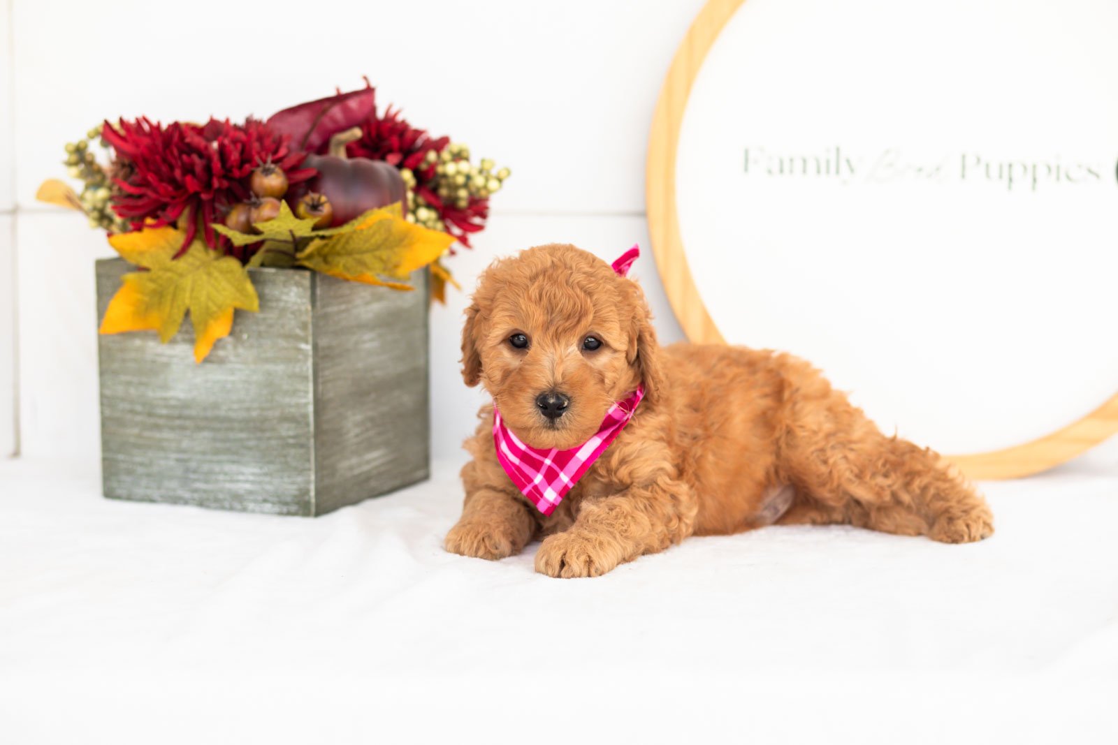 Corduroy goldendoodle for sale(3).jpg