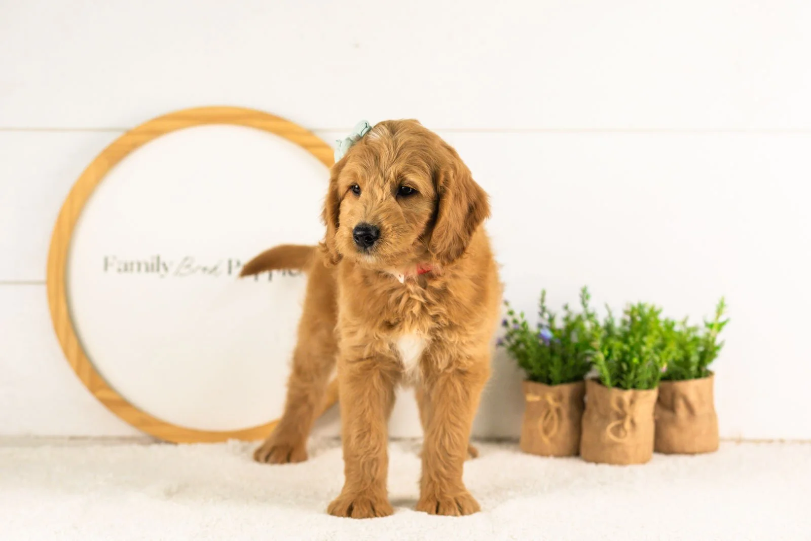 Cha Cha goldendoodle for sale(3).jpg