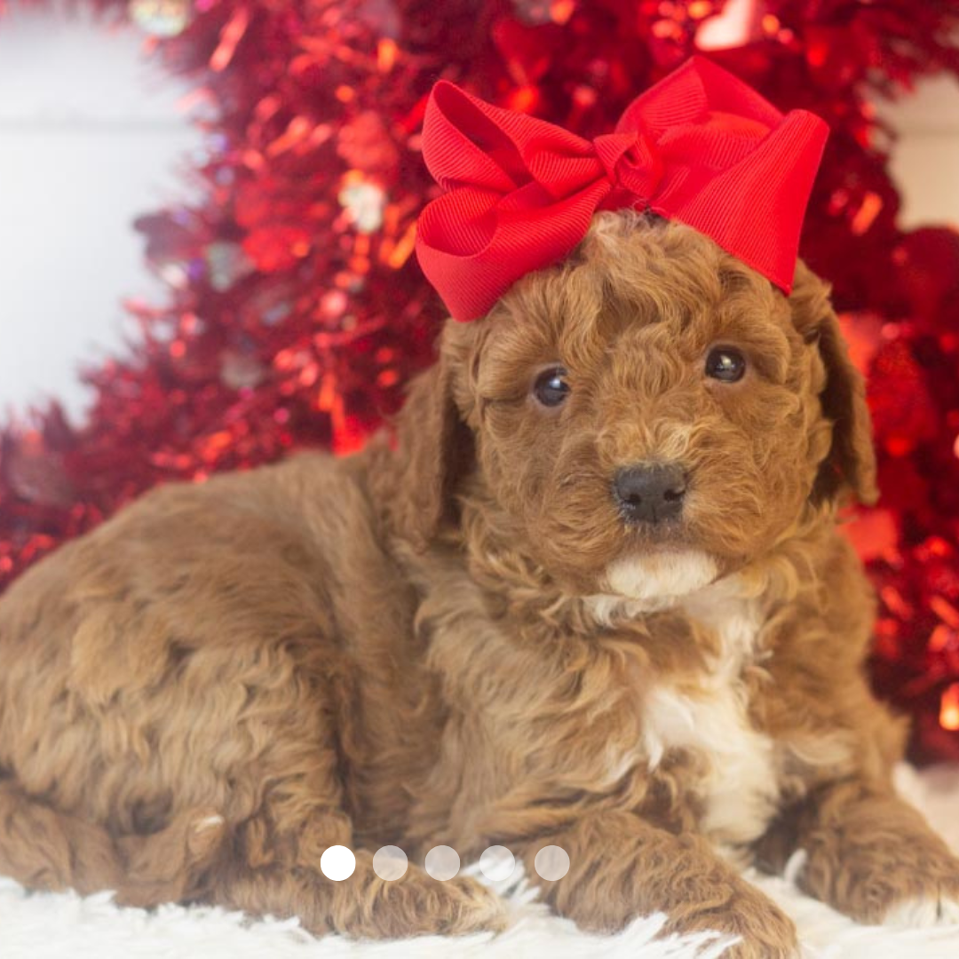 Copy of FBP Design.png