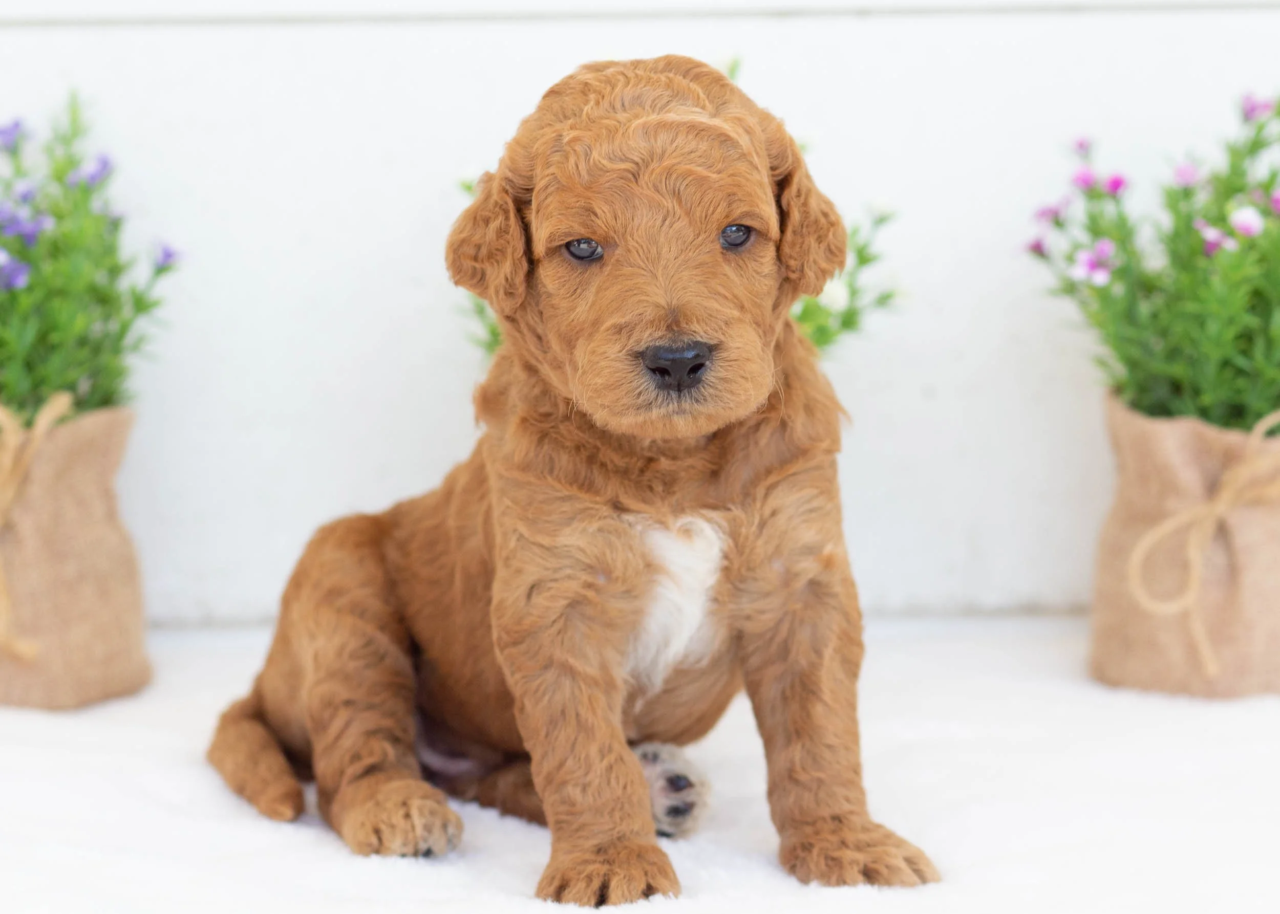 Jerry 7-31-25 M Barney 2.62-6248.jpg