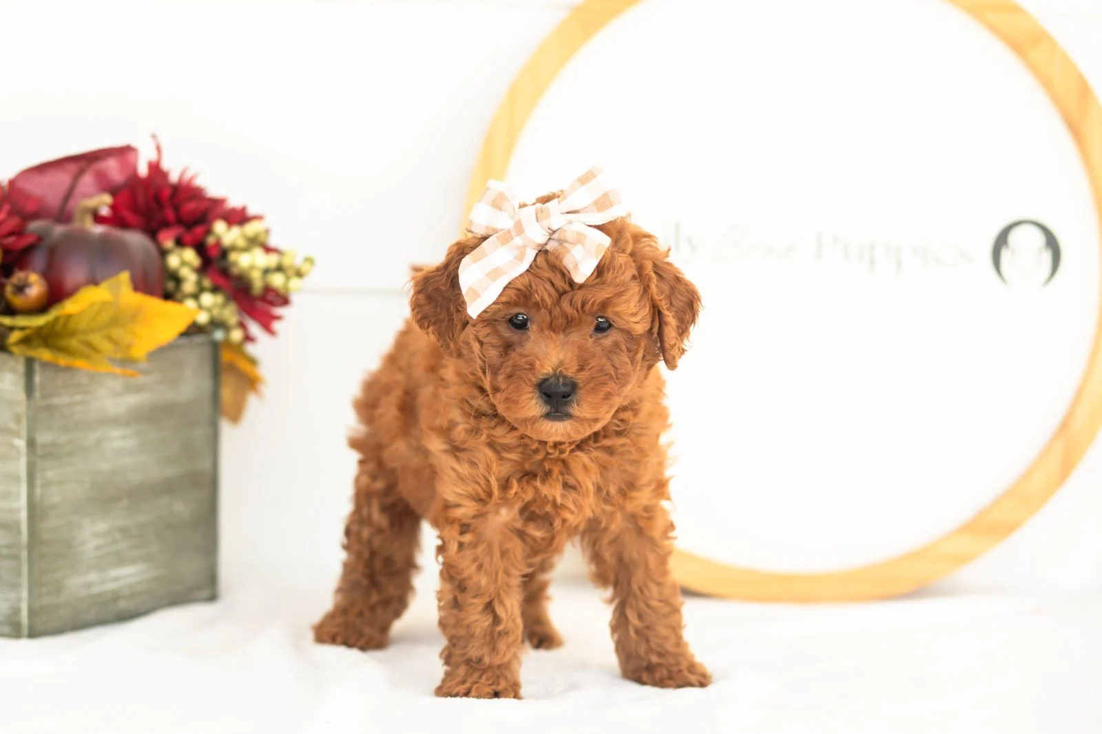 Fleece goldendoodle for sale(2).jpg
