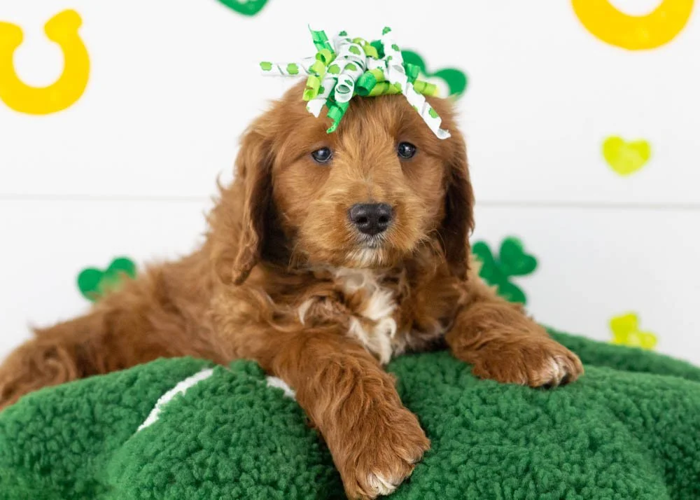 Lullaby goldendoodle for sale(1).jpg